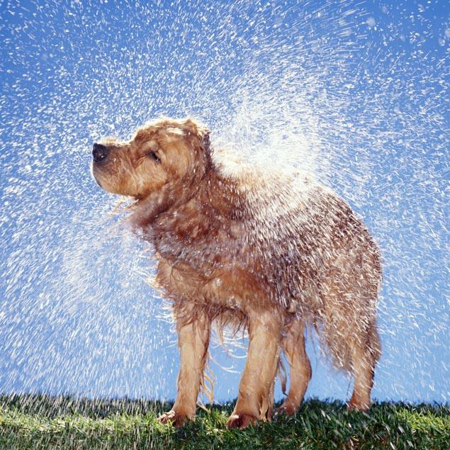 Waterproof Dog Bedding